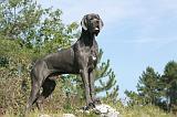 DOGUE ALLEMAND 009
